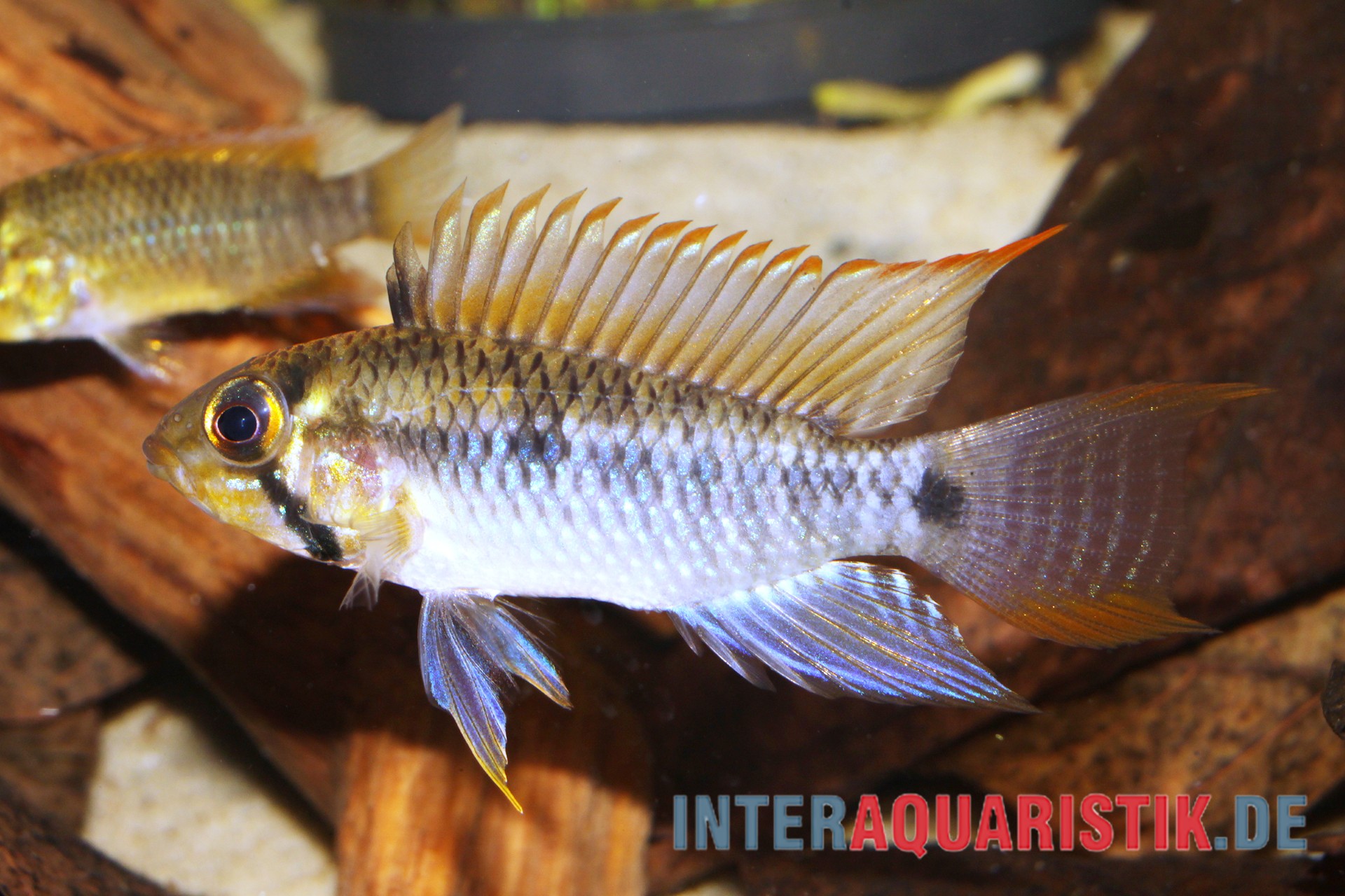 Steindachners Zwergbuntbarsch, Apistogramma steindachneri