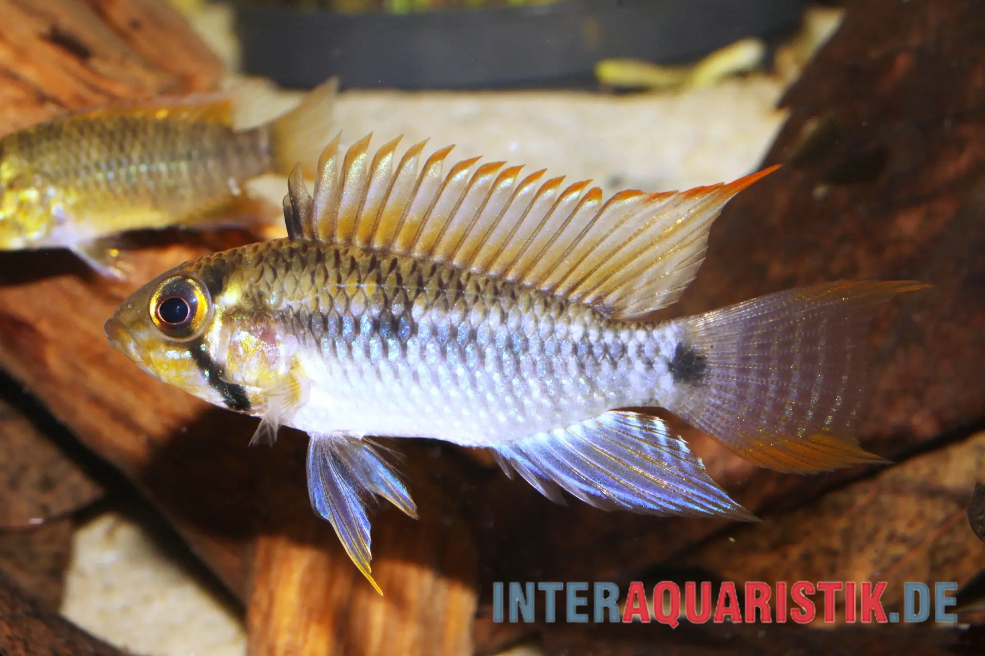 Steindachners Zwergbuntbarsch, Apistogramma steindachneri