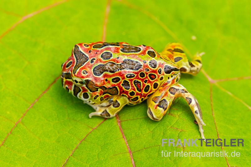 Argentinischer Schmuckhornfrosch (rot), Ceratophrys ornata