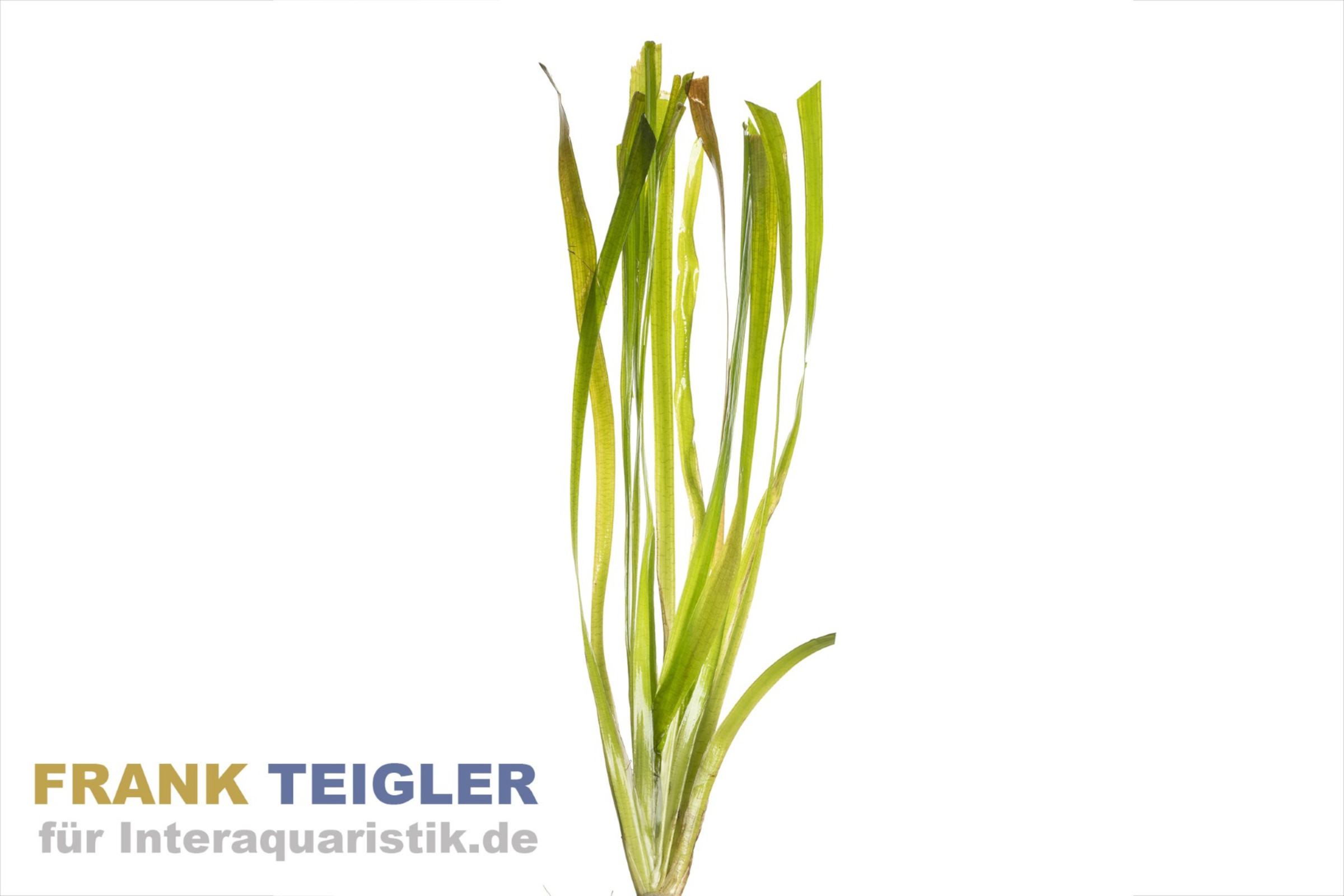 54+ Riesenvallisnerie Teich, Die vallisneria gigantea