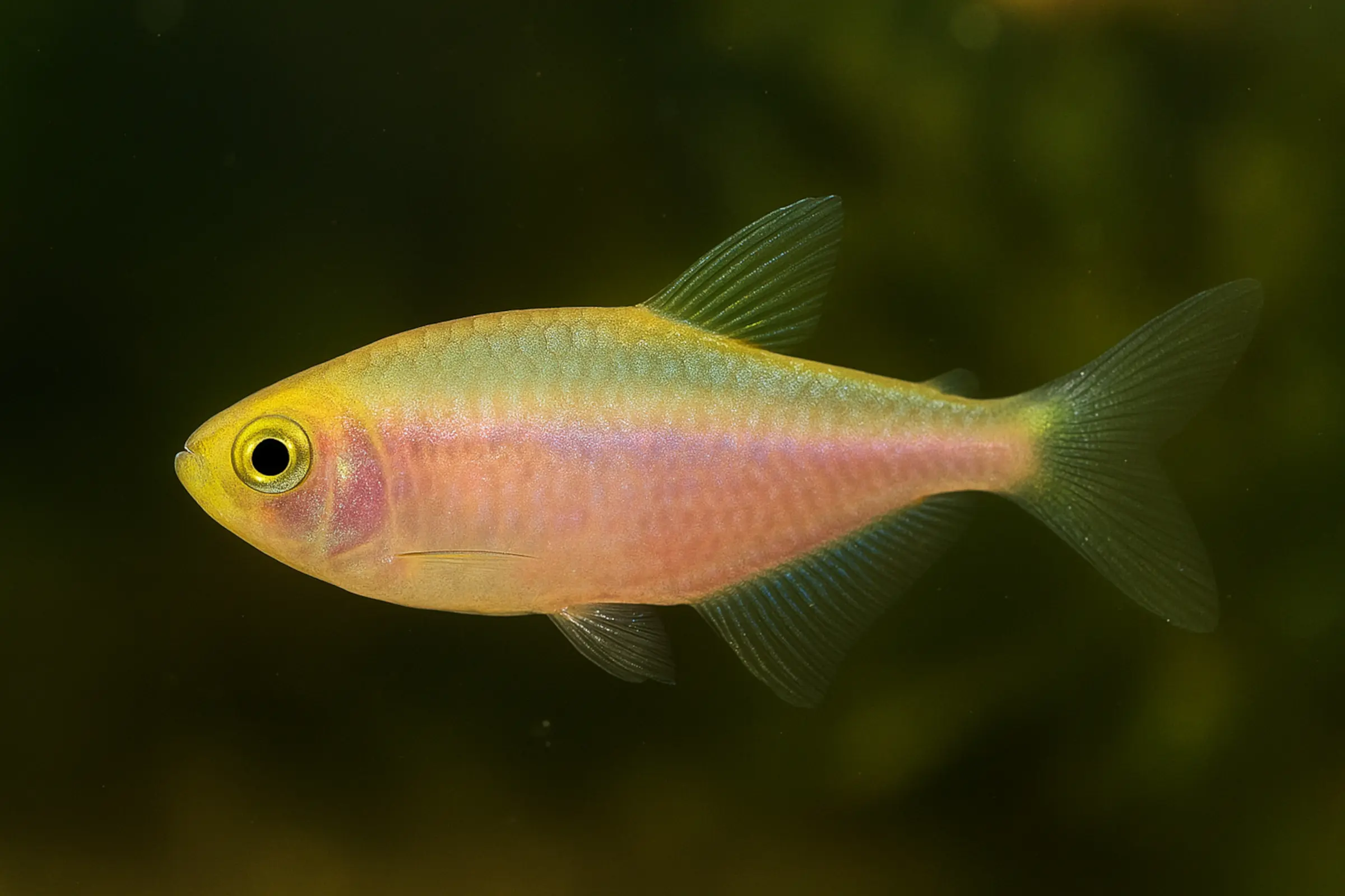 Gold-Rosa Königssalmler, Inpaichthys kerri gold-pink