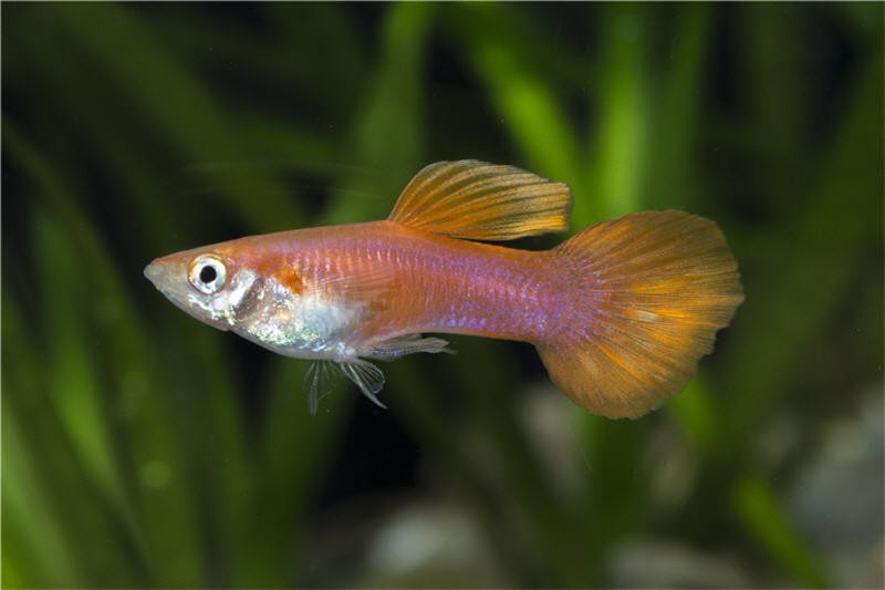 Guppy full red, Poecilia reticulata, Männchen