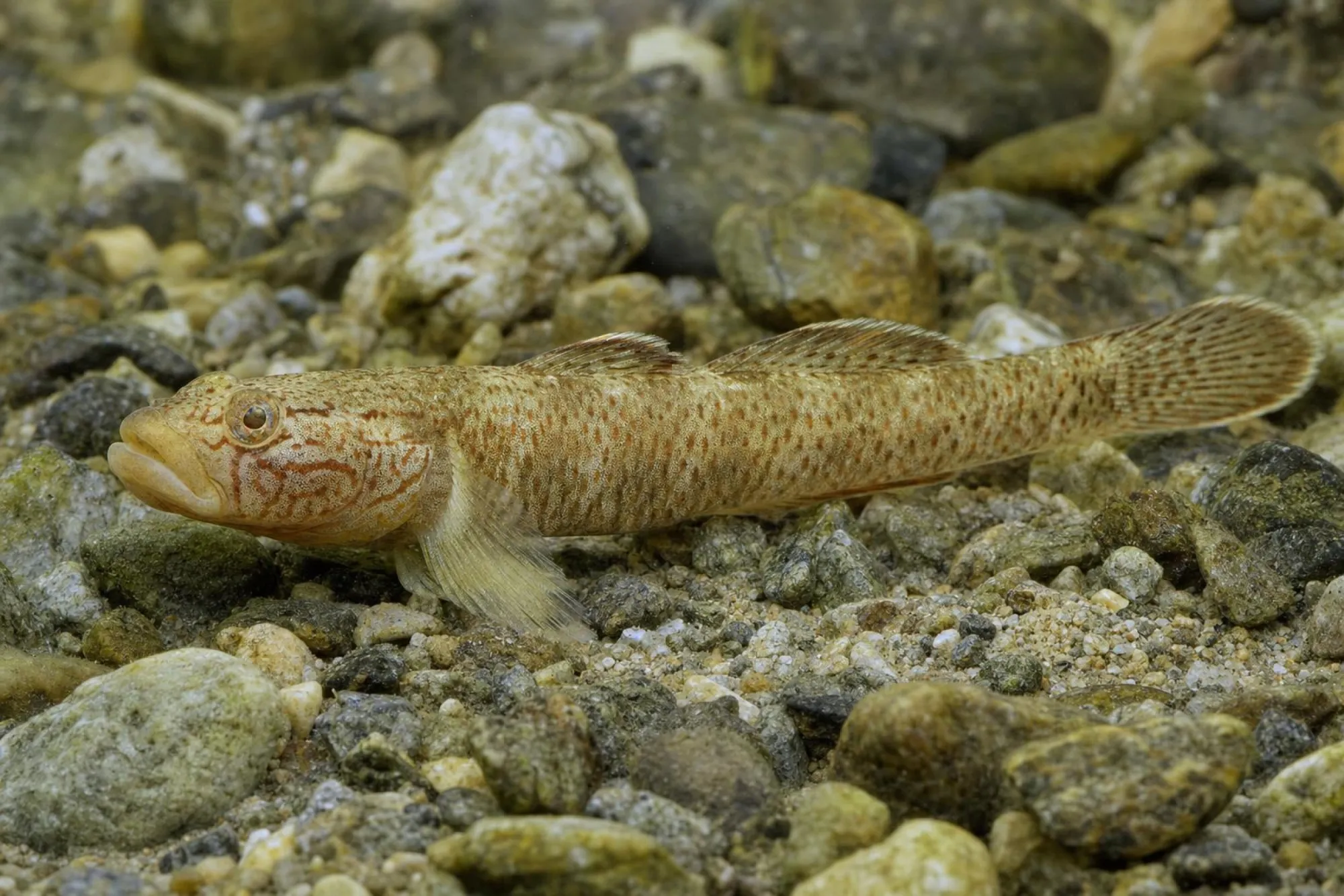 Süßwassergrundel „White Fin“, Rhinogobius cf. davidi