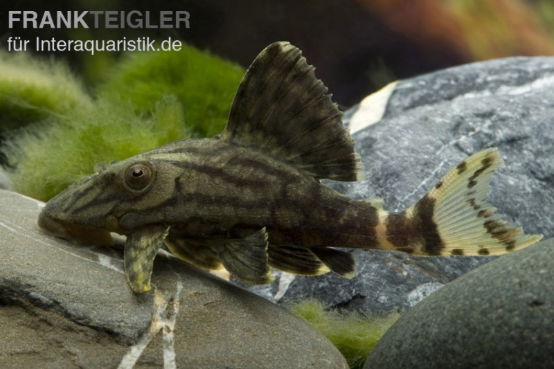 Royal Pleco, Panaque nigrolineatus L190