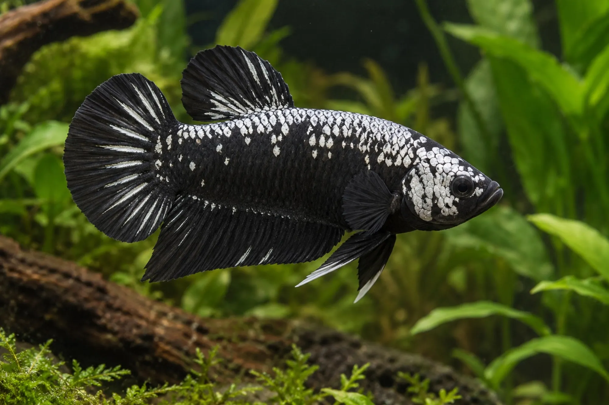 Samurai-Plakat-Kampffisch, Männchen, Betta splendens