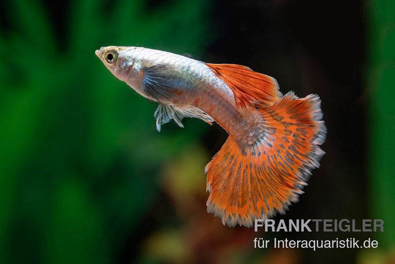 Big Ear Red Mosaic Guppy, Poecilia reticulata, Männchen