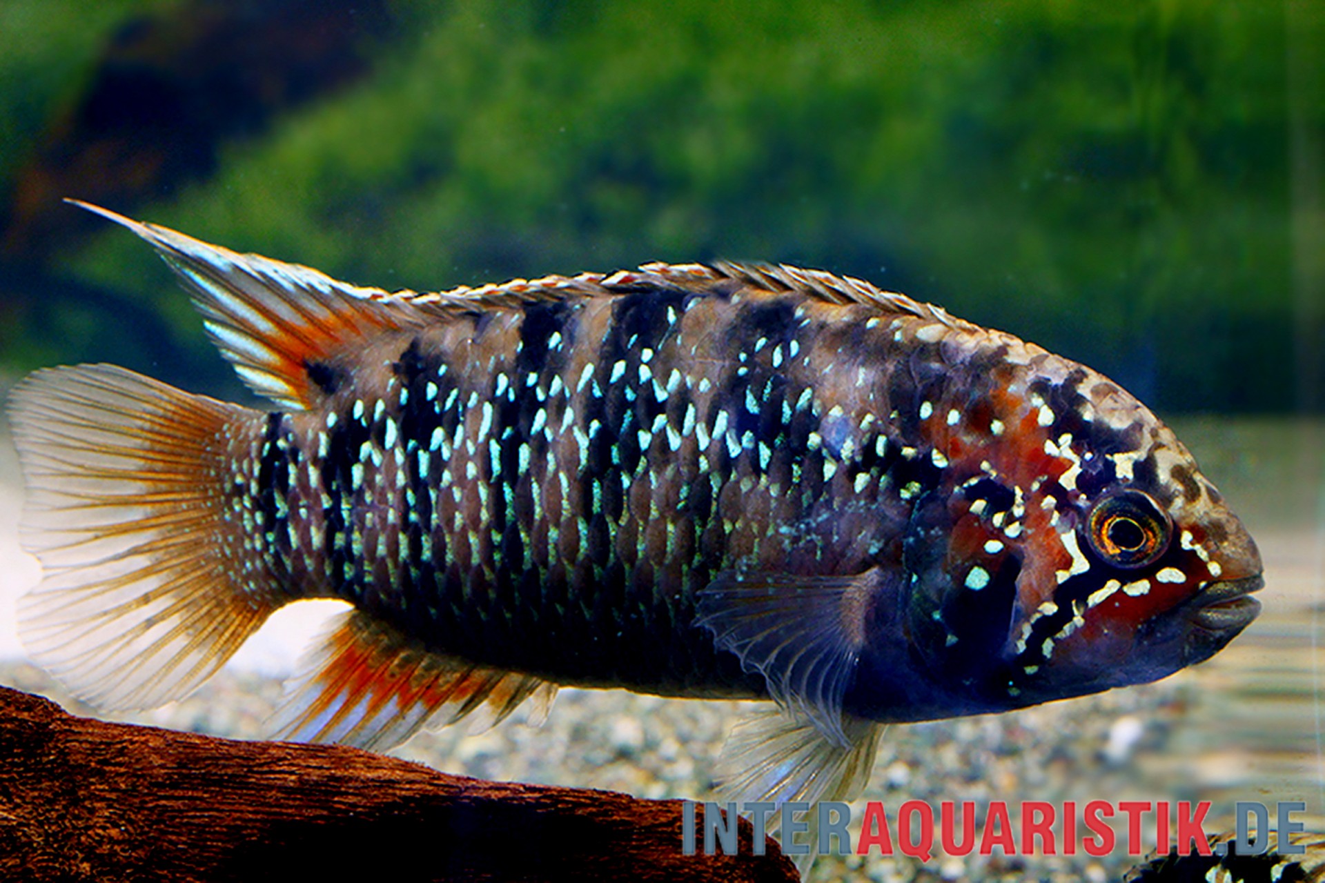 Adoketa Zwergbuntbarsch, Nannacara adoketa