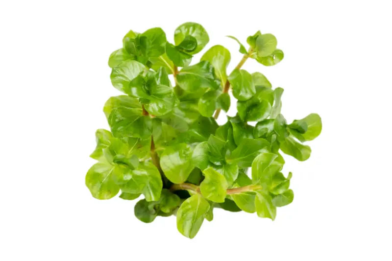 Grüne rundblättrige Rotala, Rotala rotundifolia green, In Vitro