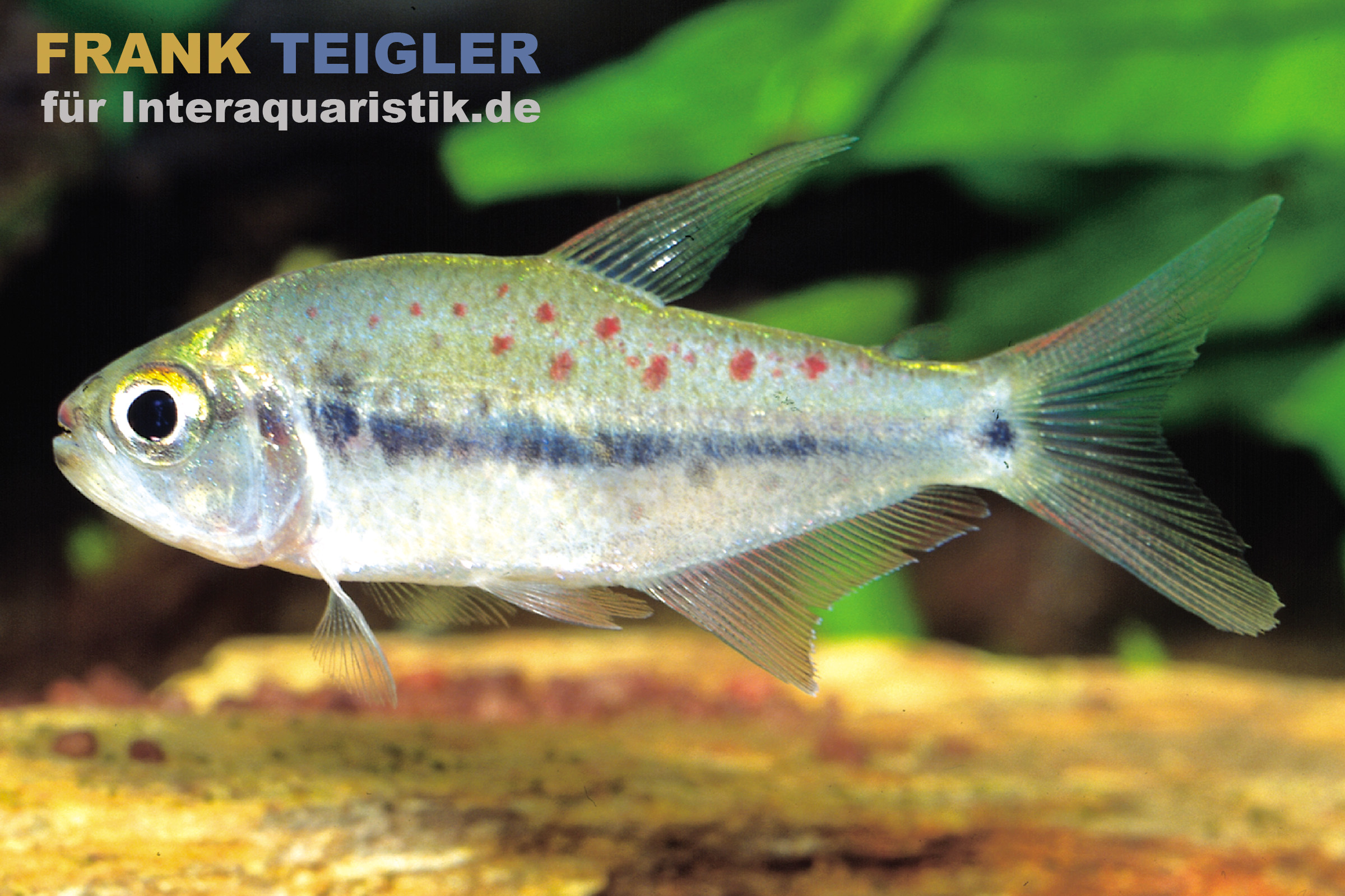 Kyburz-Salmler, Pseudochalceus kyburzi, DNZ, 6-8 cm