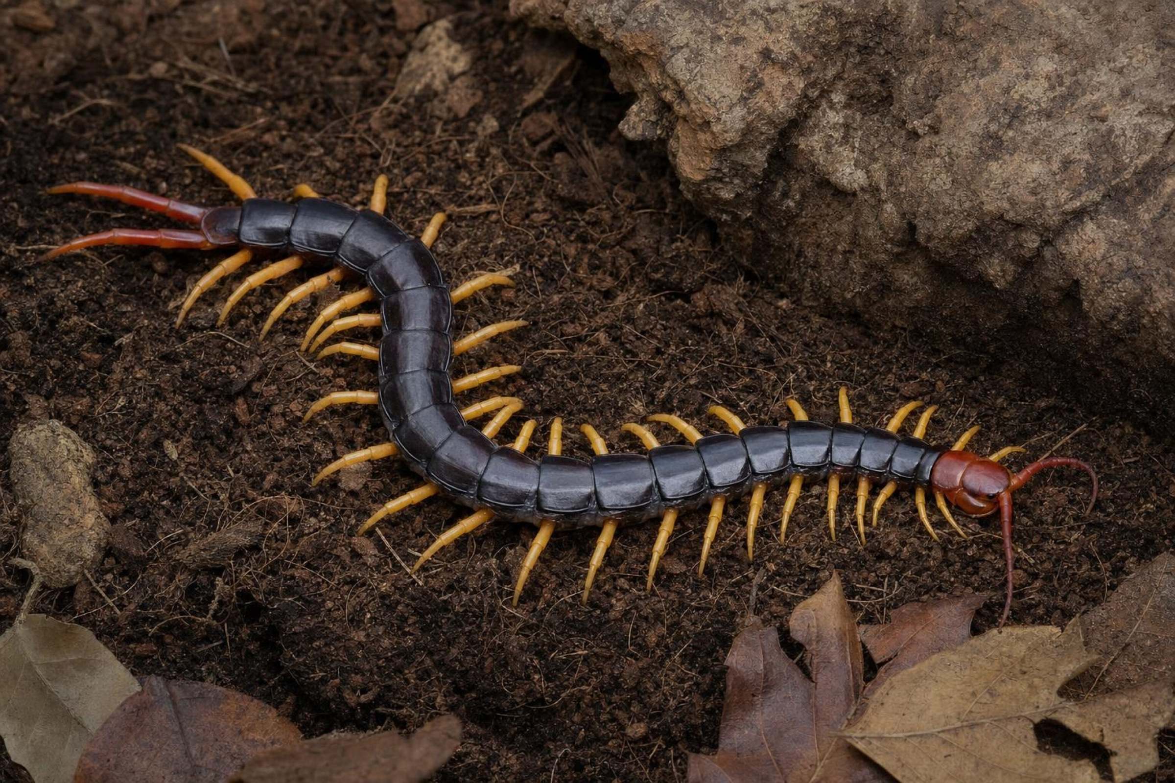 Unbestimmter Skolopender, Scolopendra sp.