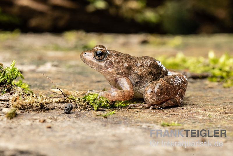 Pfützenfrosch, Phrynobatrachus calcaratus