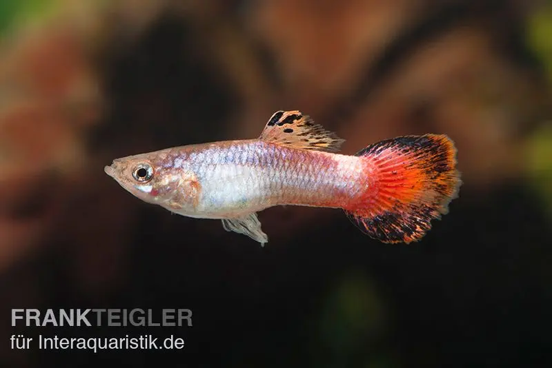 Guppy Samt korallenrot, Poecilia reticulata, paarweise