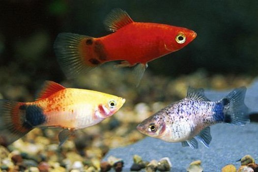 Platy Farbmix, Xiphophorus maculatus