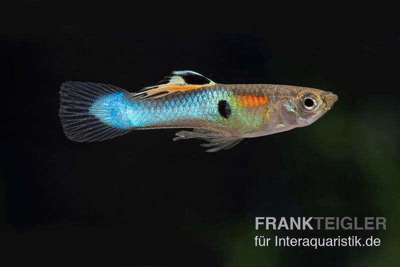 Neon Blue Endler Guppy, Poecilia wingei "Sky blue", Männchen