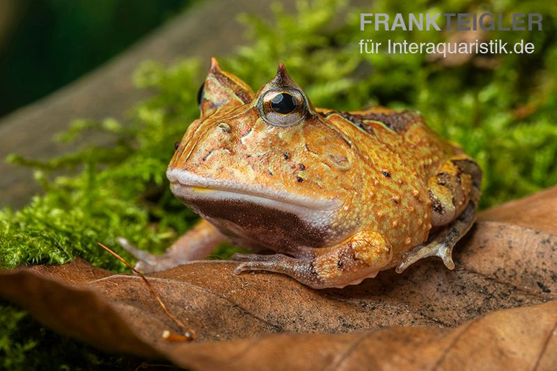 Gemalter Hornfrosch (red), Ceratophrys cornuta