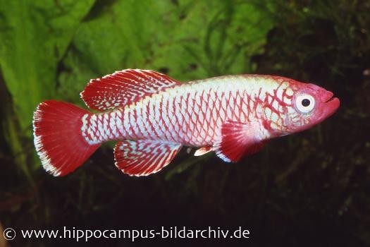 Killifisch Torfansatz Nothobranchius eggersi red, 30 Eier