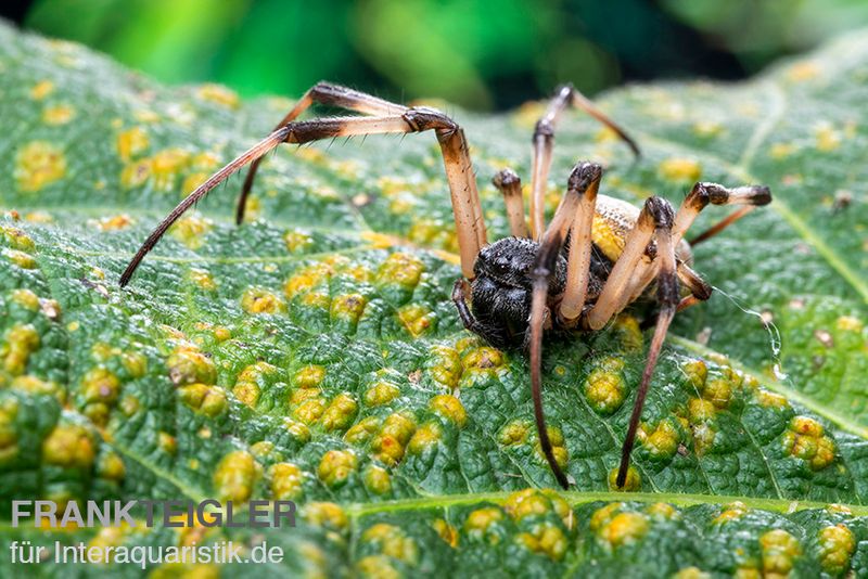 Togo-Wespenspinne, Argiope sp. Togo