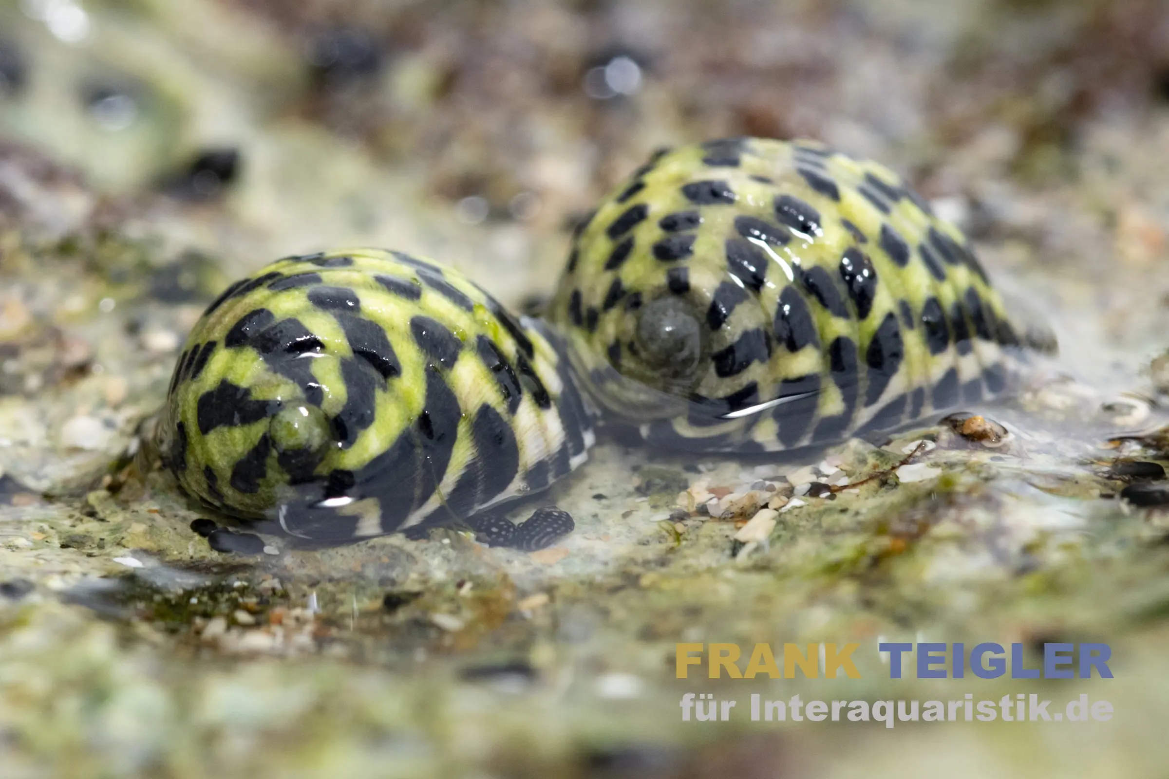 Zebra Turboschnecke, Cittarium pica