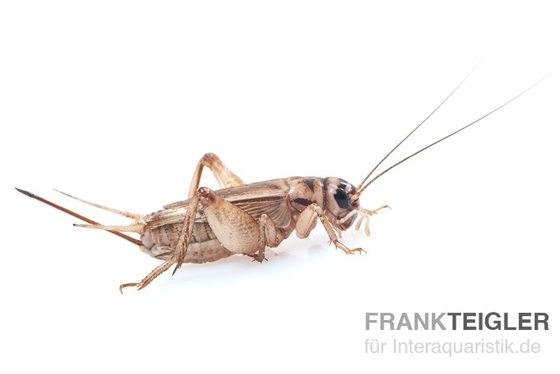 Heimchen, mittel (6), Futterinsekten ca. 60 Stück