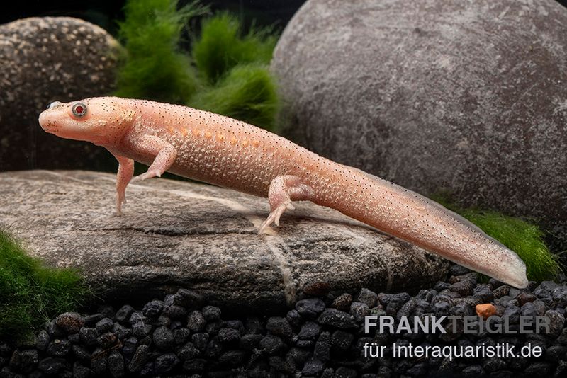 Spanischer Albino-Rippenmolch, Pleurodeles waltl albino