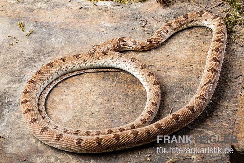 Diademnatter, Spalerosophis diadema