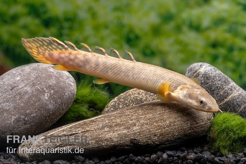 Pollis Flösselhecht, Polypterus polli