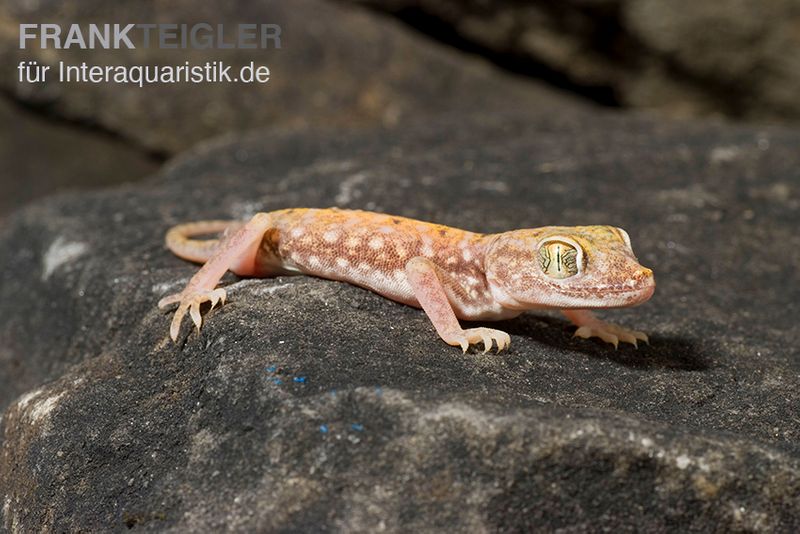 Nordafrikanischer Dünnfingergecko, Stenodactylus petrii