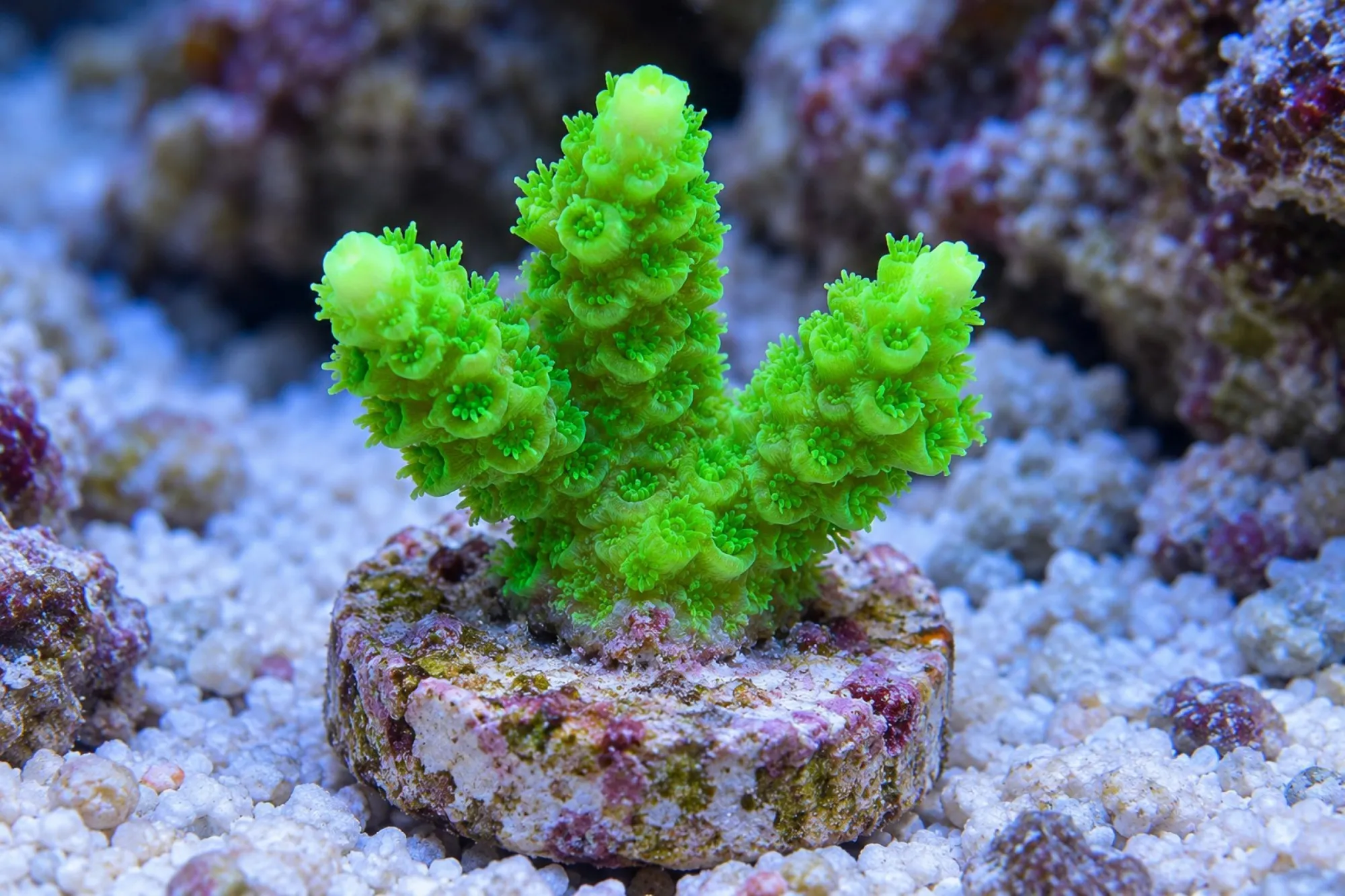 Acropora-Steinkoralle „Neongrün“ (Nachzucht), Acropora tumida, Größe S–M