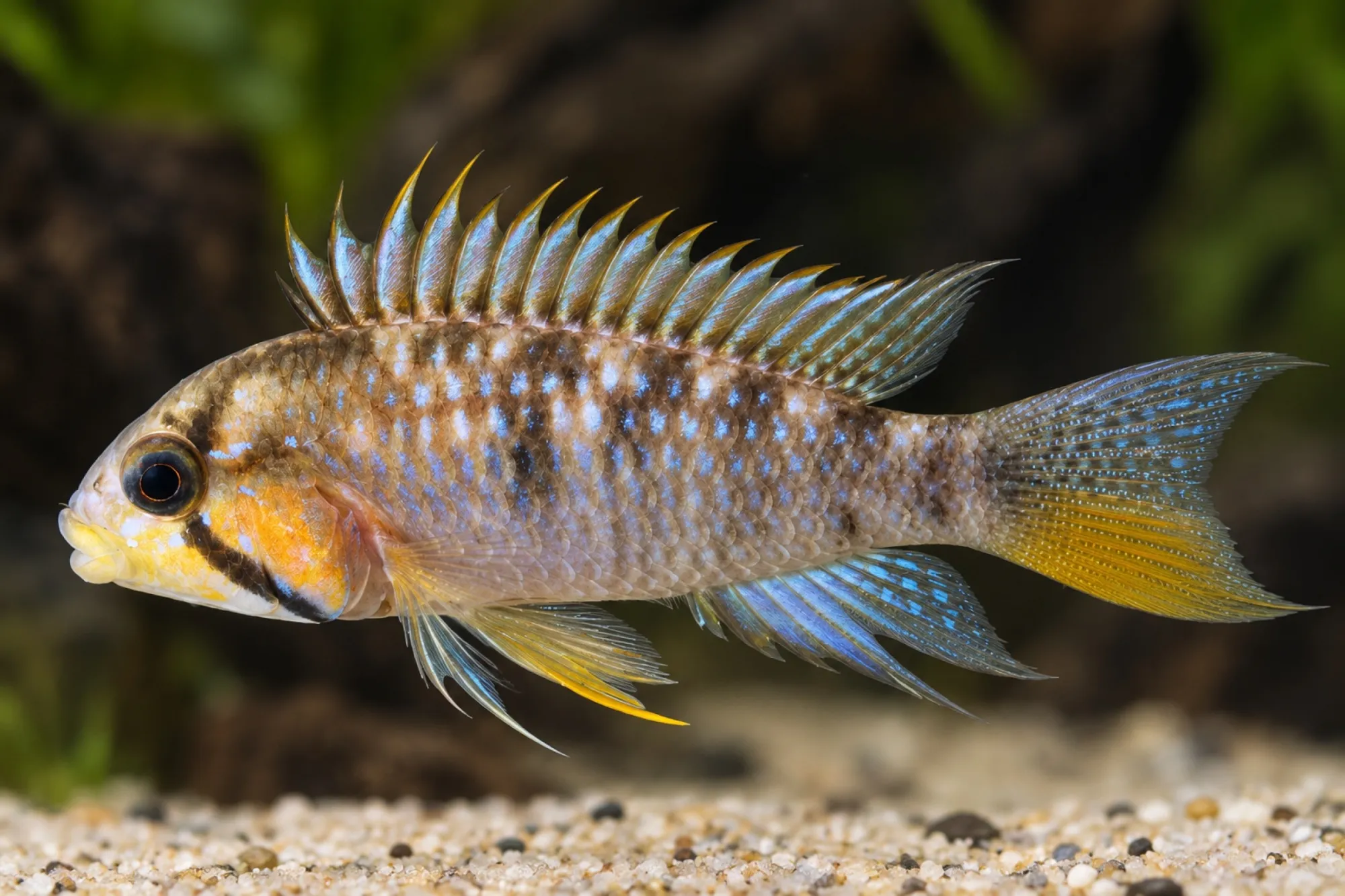 Barlows Maulbrütender Zwergbuntbarsch, Apistogramma barlowi
