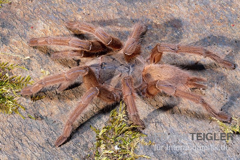 Hua Hin Vogelspinne, Chilobrachys huahini XL