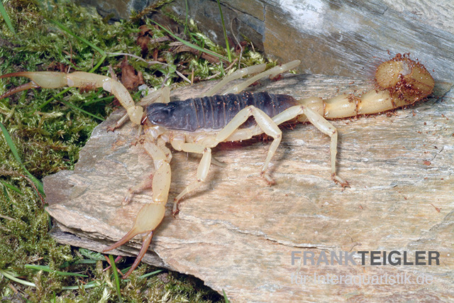 Haariger Wüstenskorpion, Hadrurus arizonensis