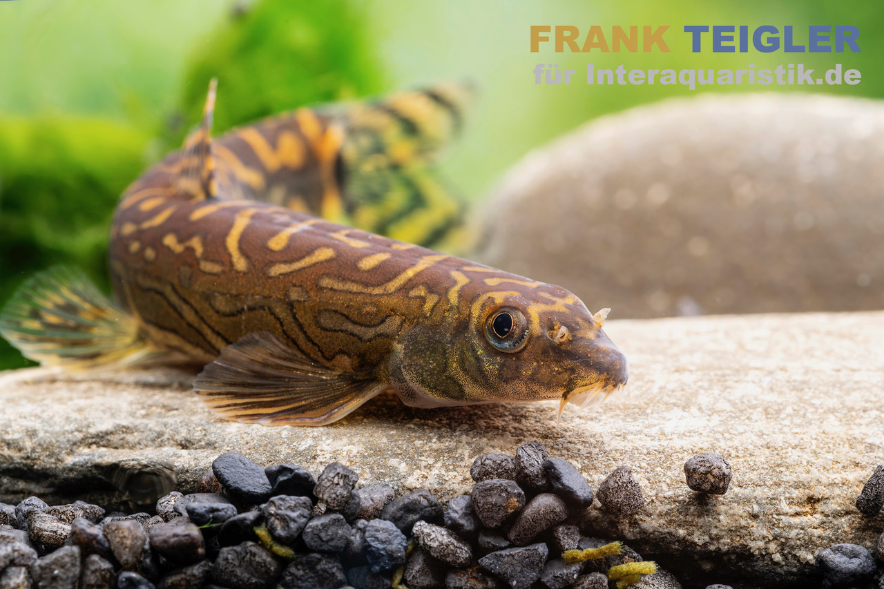 Zodiak-Schmerle, Mesonoemacheilus cf. tringularis (Zodiac loach spotted)