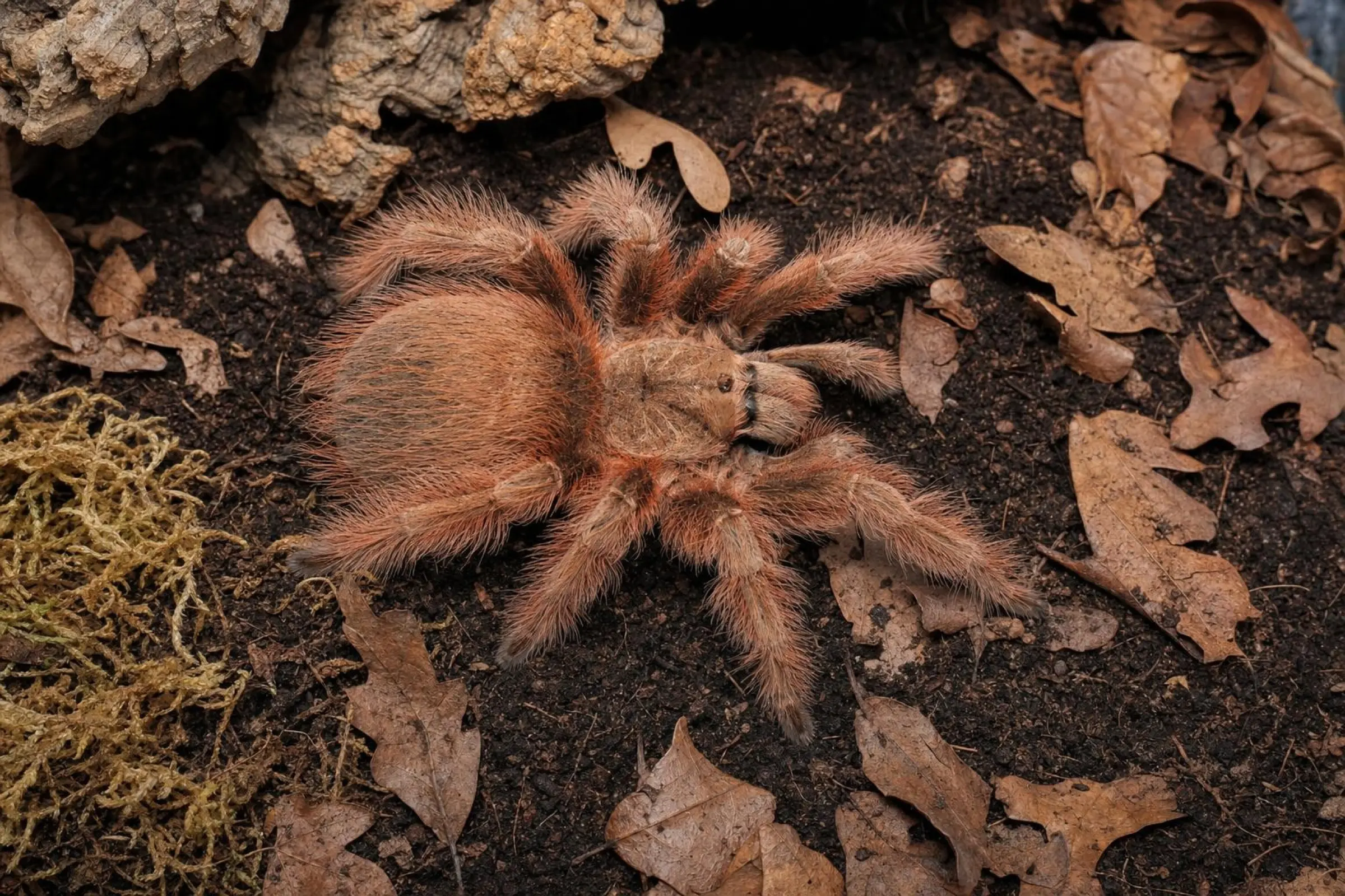 Brasilianische Riesen-Blond-Vogelspinne, Nhandu tripepii