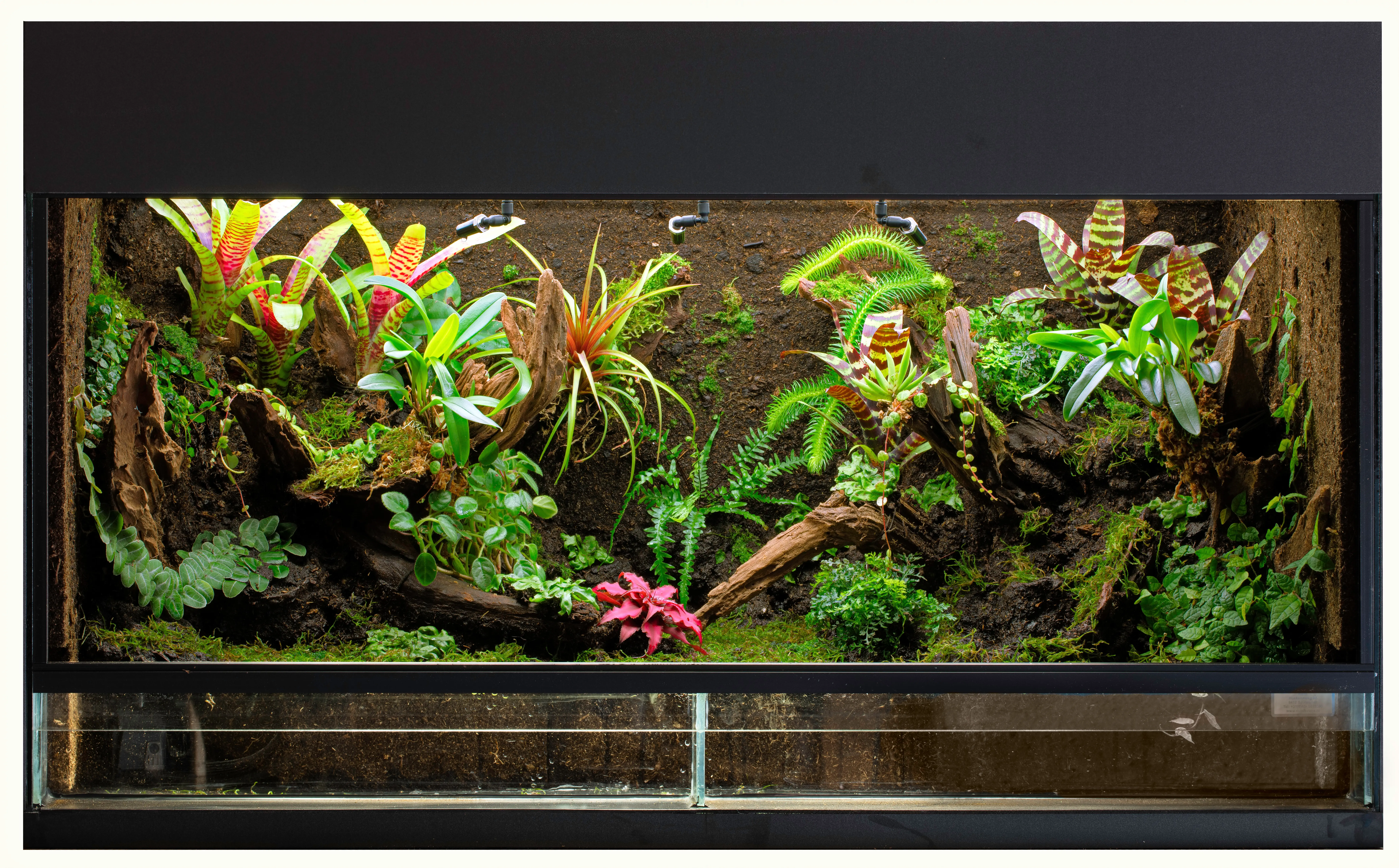 Hübsch eingerichtetes Terrarium für Tropentiere