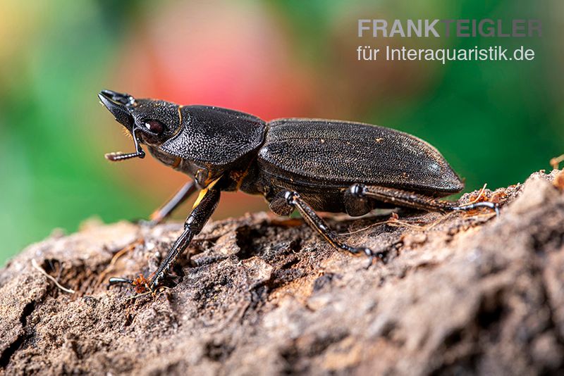 Sumatra-Panzerkopfkäfer, Dorcus titanus sumatra, paarpreisx2