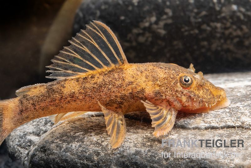 Zweifarbiger Antennenwels, Ancistrus sp. 2-color