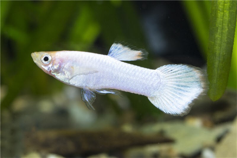 Guppy platinum white, Poecilia reticulata, Männchen