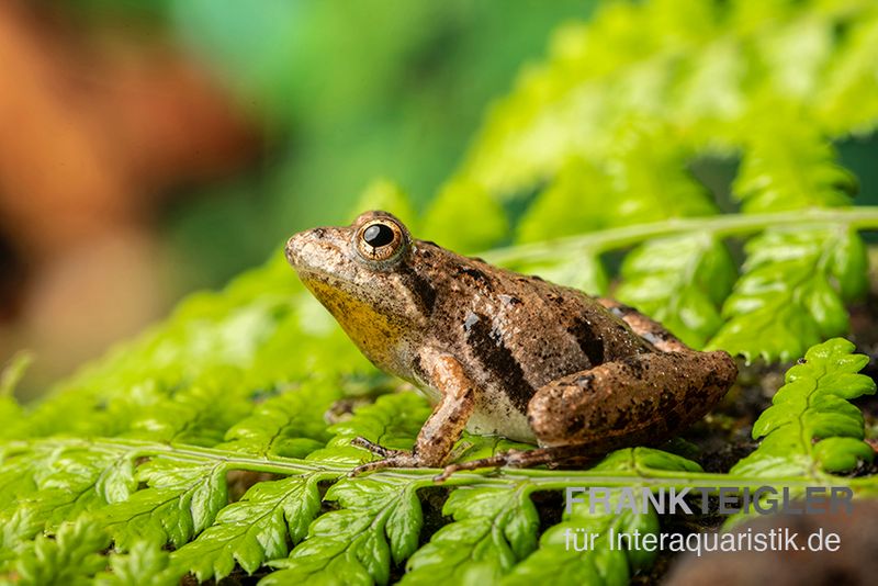 Nördlicher Kricketfrosch, Acris crepitans