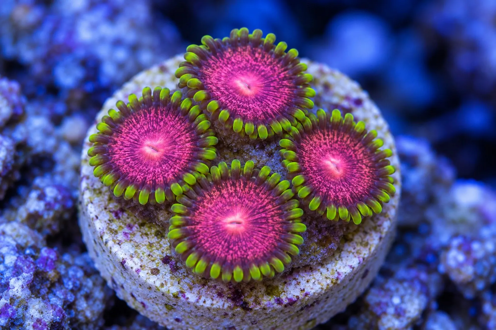 Krustenanemone „Pink Krakatoa“ (Nachzucht), Zoanthus spec., ca. 3 - 4 Polypen