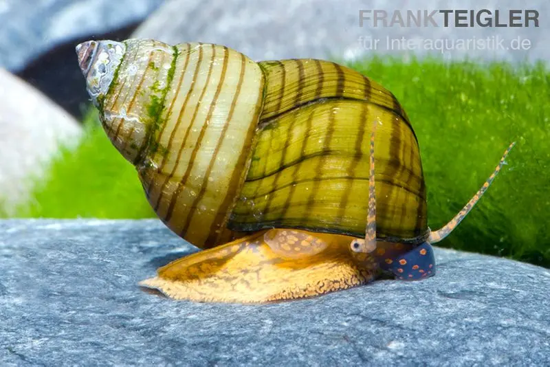 Tigerturmdeckelschnecke, Cipangopaludina leucythoides