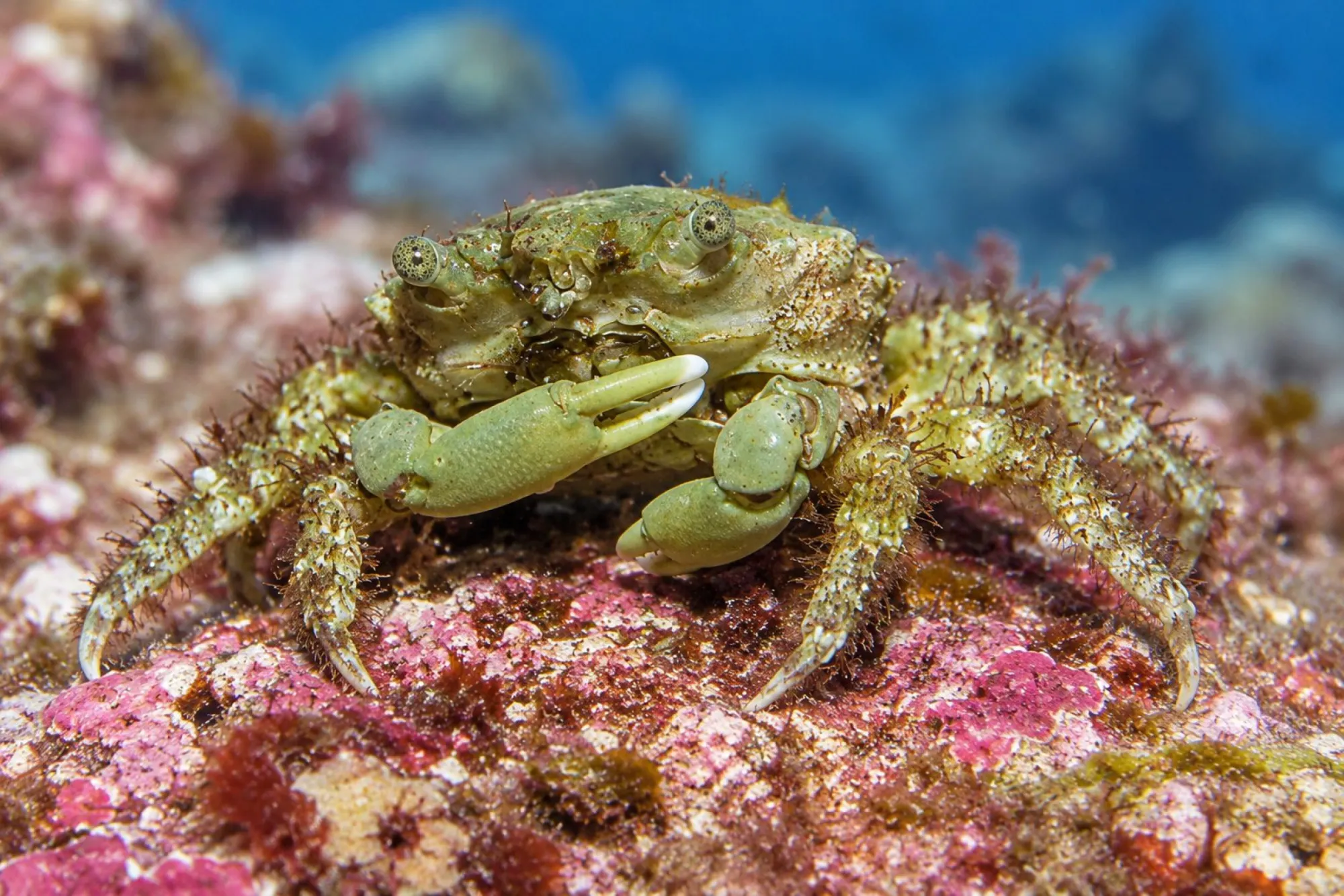 Grüne Dreieckskrabbe, Mithraculus sculptus