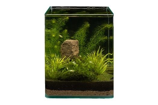 Pflanzensortiment Blyxa Cube für 10 l Nano-Aquarium, Aquarienpflanzen-Set