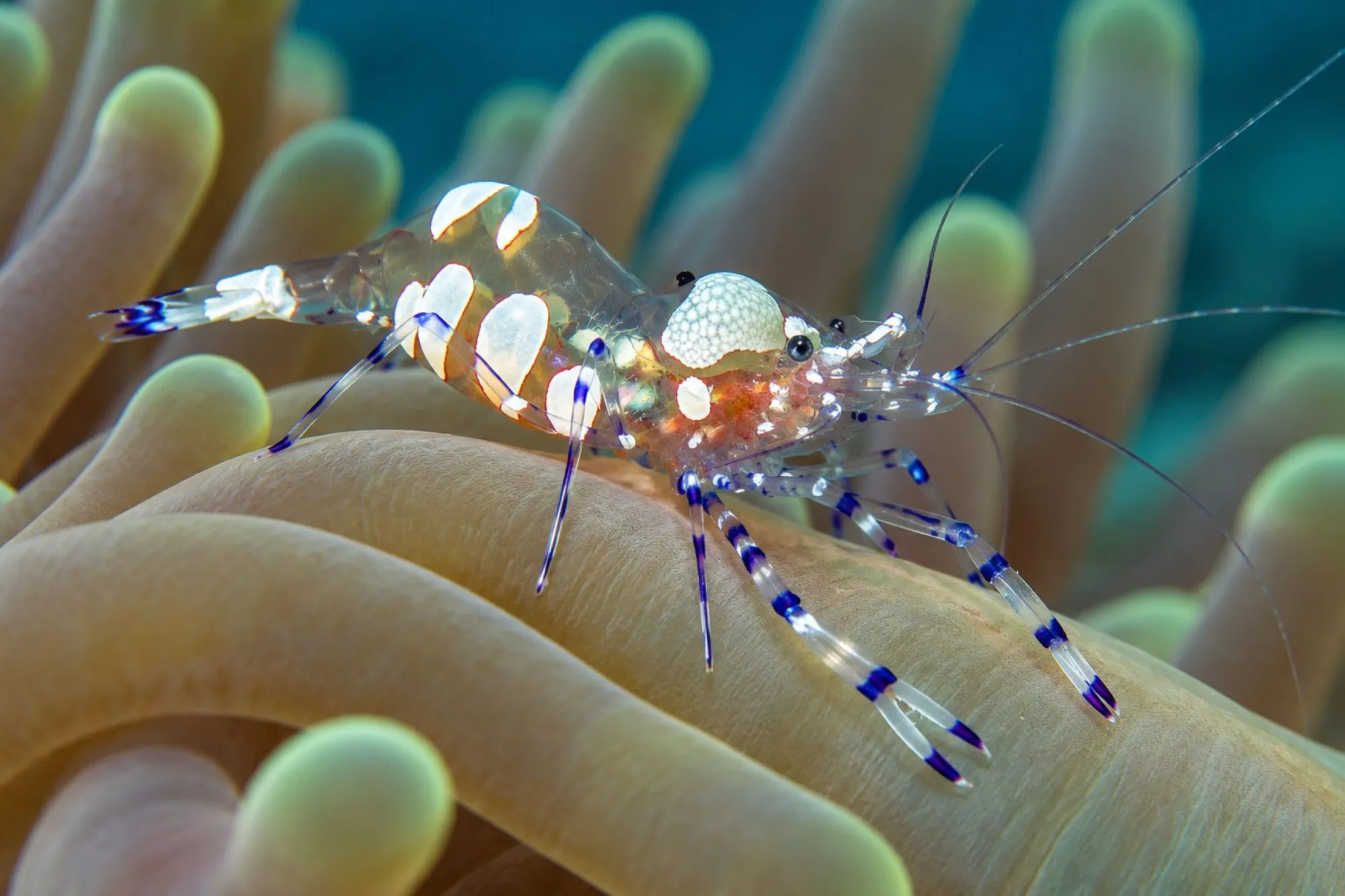 Pracht-Partnergarnele, Ancylomenes magnificus