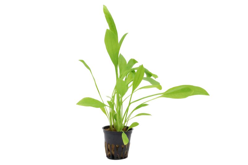 Breite Amazonaspflanze, Echinodorus bleheri, XXL-Topf Mutterpflanze