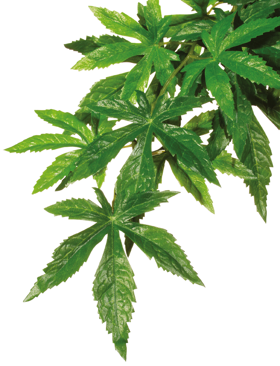 Exo Terra Abutilon klein