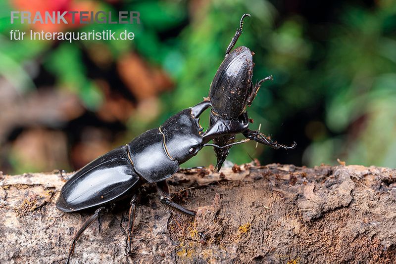 Bucephalus-Hirschkäfer, Dorcus bucephalus, männlich