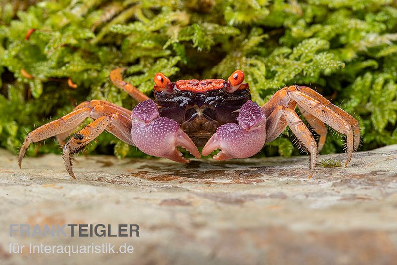 Disco-Vampirkrabbe, Geosesarma tiomanicum, Zufällig ausgewählt