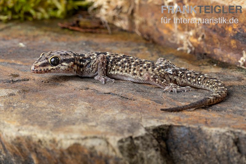 Gepunkteter Hausgecko, Hemidactylus angulatus