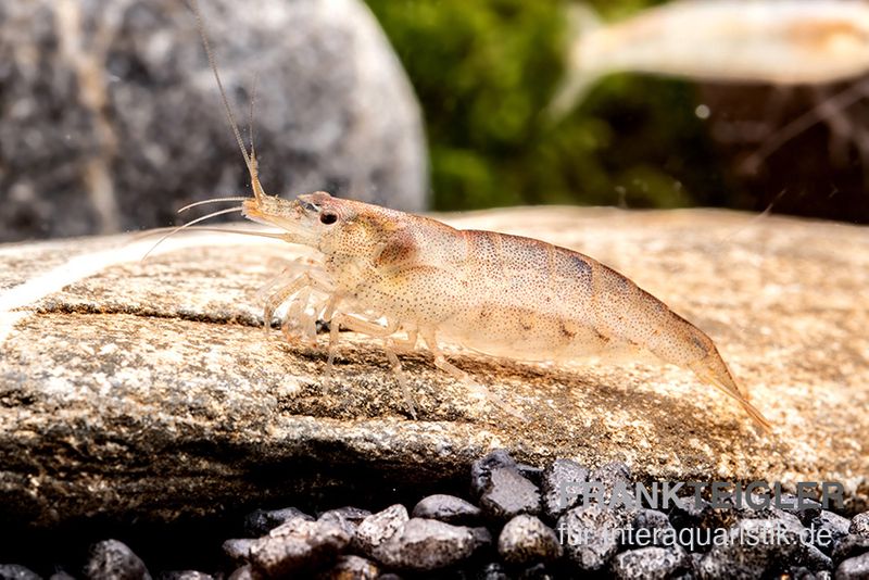 Australische Amanogarnele, Caridina typus (Rarität)