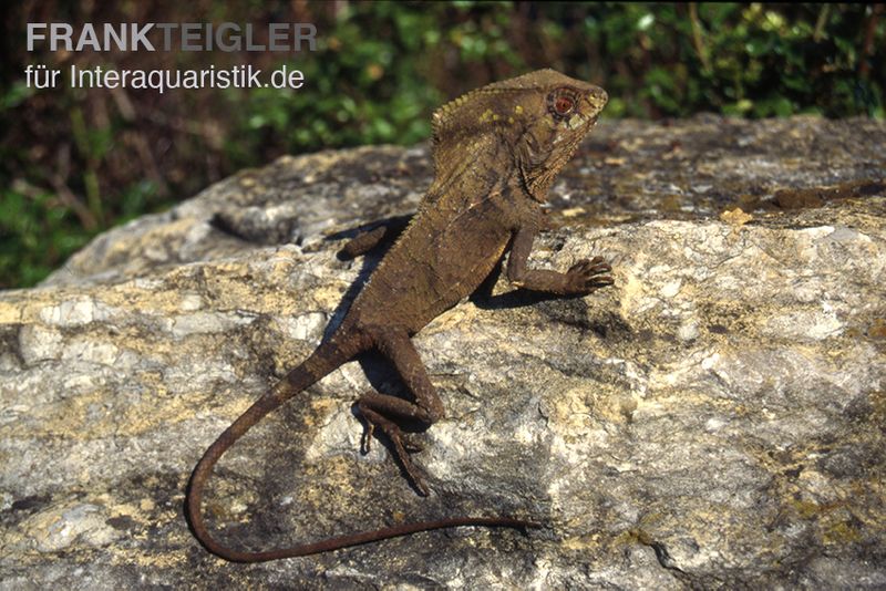 Helmleguan, Corytophanes cristatus